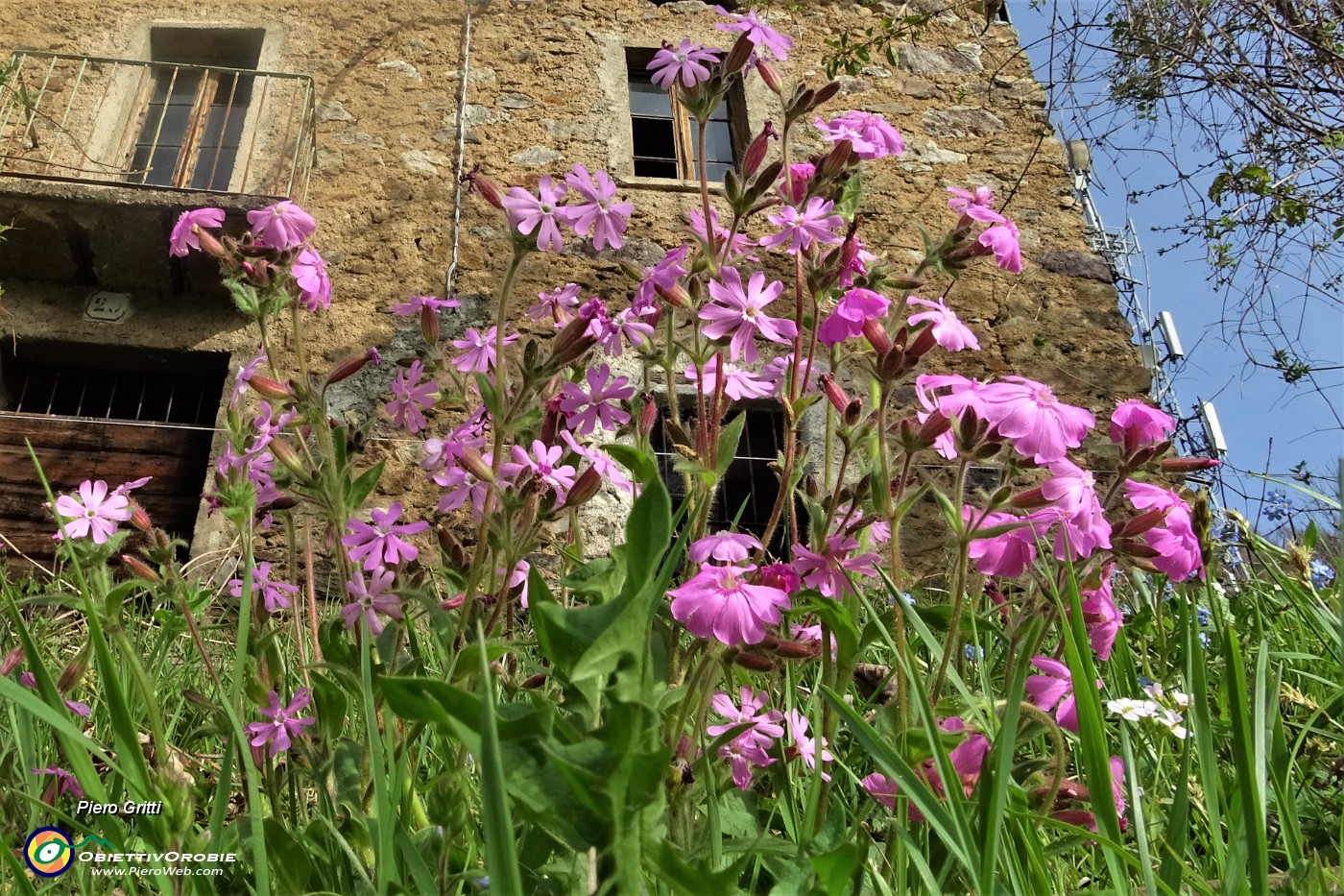 29 Fiori primaverili di prato .JPG